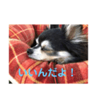 チワワの独り言3〜まったり編〜（個別スタンプ：7）