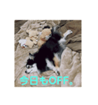 チワワの独り言3〜まったり編〜（個別スタンプ：8）