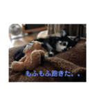 チワワの独り言3〜まったり編〜（個別スタンプ：11）