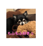 チワワの独り言3〜まったり編〜（個別スタンプ：12）
