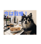 チワワの独り言3〜まったり編〜（個別スタンプ：13）
