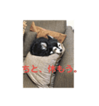チワワの独り言3〜まったり編〜（個別スタンプ：14）