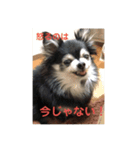 チワワの独り言3〜まったり編〜（個別スタンプ：15）