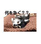 チワワの独り言3〜まったり編〜（個別スタンプ：16）