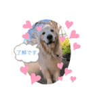 goldenretriever    ALOHA（個別スタンプ：1）