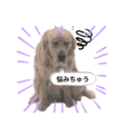 goldenretriever    ALOHA（個別スタンプ：2）