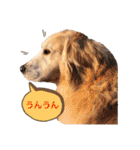 goldenretriever    ALOHA（個別スタンプ：3）