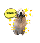 goldenretriever    ALOHA（個別スタンプ：4）