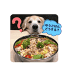goldenretriever    ALOHA（個別スタンプ：5）