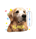 goldenretriever    ALOHA（個別スタンプ：6）