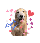 goldenretriever    ALOHA（個別スタンプ：7）