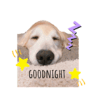 goldenretriever    ALOHA（個別スタンプ：8）