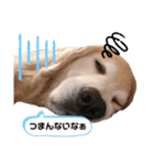 goldenretriever    ALOHA（個別スタンプ：9）