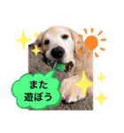 goldenretriever    ALOHA（個別スタンプ：10）
