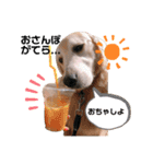 goldenretriever    ALOHA（個別スタンプ：11）