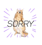 goldenretriever    ALOHA（個別スタンプ：12）