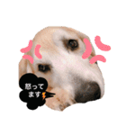 goldenretriever    ALOHA（個別スタンプ：13）