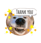 goldenretriever    ALOHA（個別スタンプ：14）