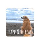 goldenretriever    ALOHA（個別スタンプ：15）