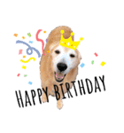 goldenretriever    ALOHA（個別スタンプ：17）