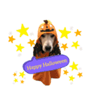 goldenretriever    ALOHA（個別スタンプ：18）