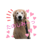 goldenretriever    ALOHA（個別スタンプ：19）