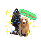 goldenretriever    ALOHA（個別スタンプ：21）