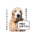 goldenretriever    ALOHA（個別スタンプ：22）