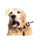 goldenretriever    ALOHA（個別スタンプ：23）