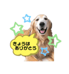 goldenretriever    ALOHA（個別スタンプ：24）