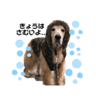 goldenretriever    ALOHA（個別スタンプ：25）