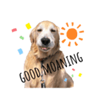 goldenretriever    ALOHA（個別スタンプ：26）