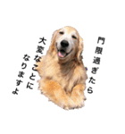 goldenretriever    ALOHA（個別スタンプ：27）