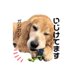 goldenretriever    ALOHA（個別スタンプ：28）