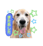 goldenretriever    ALOHA（個別スタンプ：29）
