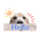goldenretriever    ALOHA（個別スタンプ：30）