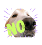 goldenretriever    ALOHA（個別スタンプ：31）