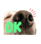 goldenretriever    ALOHA（個別スタンプ：32）