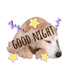 goldenretriever    ALOHA（個別スタンプ：33）