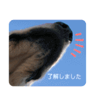 goldenretriever    ALOHA（個別スタンプ：35）