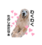 goldenretriever    ALOHA（個別スタンプ：36）
