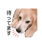 goldenretriever    ALOHA（個別スタンプ：37）