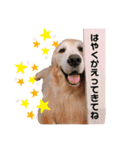 goldenretriever    ALOHA（個別スタンプ：38）
