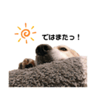 goldenretriever    ALOHA（個別スタンプ：39）