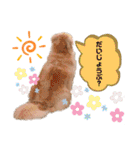 goldenretriever    ALOHA（個別スタンプ：40）