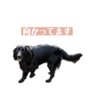 Flatcoated Retriever NaNa（個別スタンプ：10）