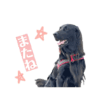 Flatcoated Retriever NaNa（個別スタンプ：16）