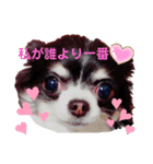 小悪魔チワワのメルシー♪（個別スタンプ：3）
