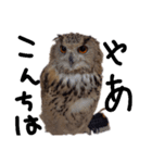 シベリアンワシミミズクの挨拶（個別スタンプ：1）