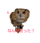 シベリアンワシミミズクの挨拶（個別スタンプ：2）